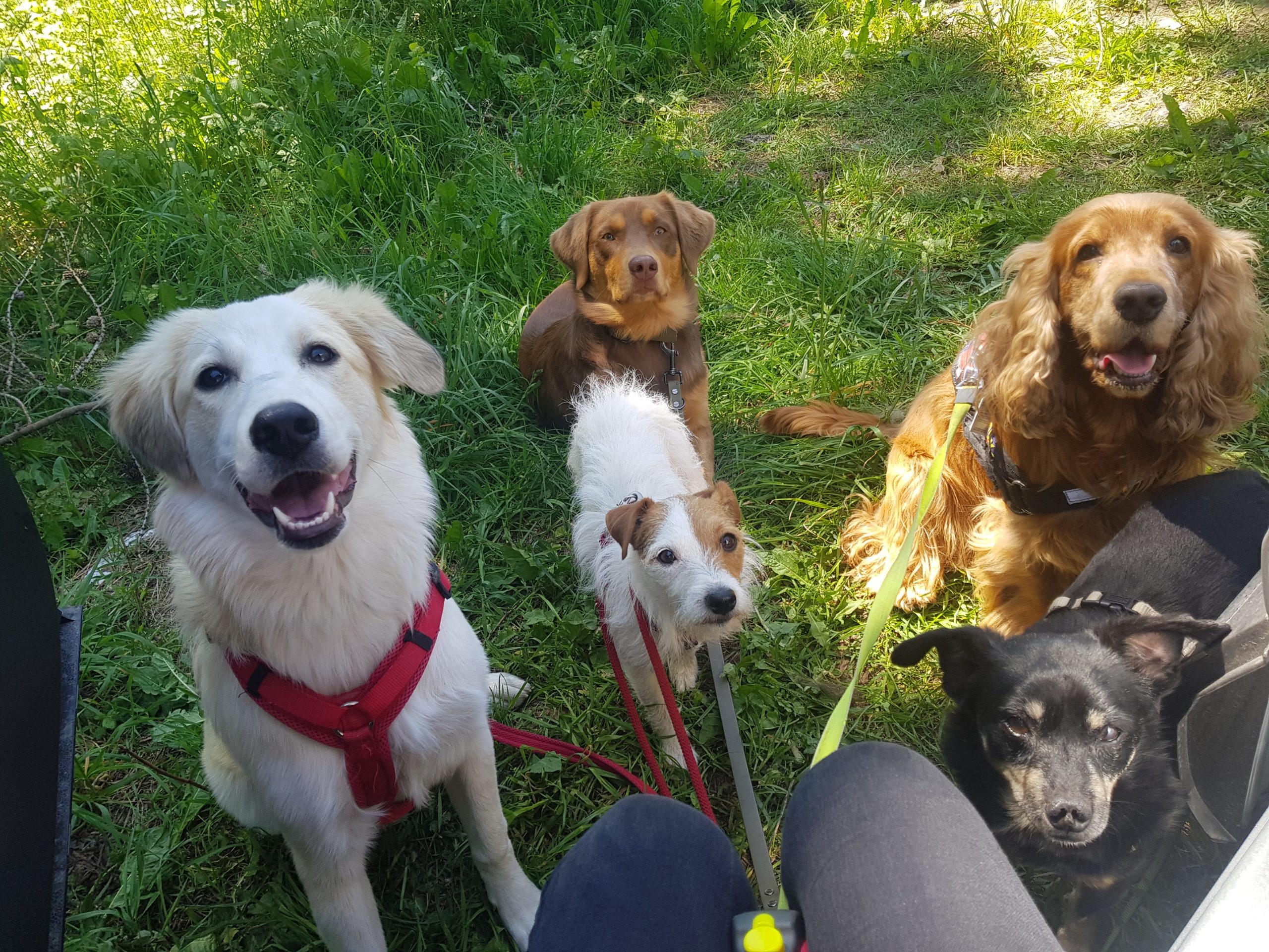 Hunde draußen Meet Sally Tier-Betreuung München